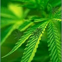 Weed Live Wallpaper logo