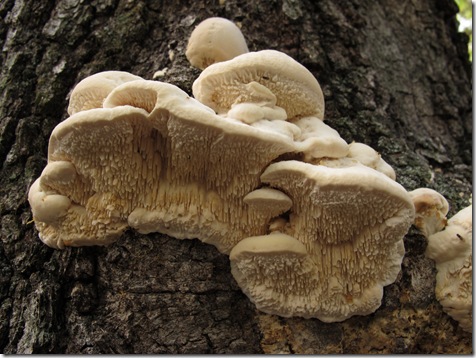 Irpex lacteus clump from below