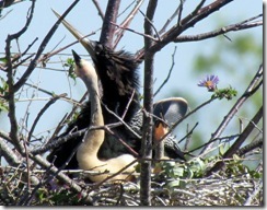 Cormorant and chicks on Anhinga Trail