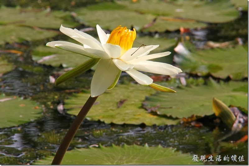 台南中山公園-連花01