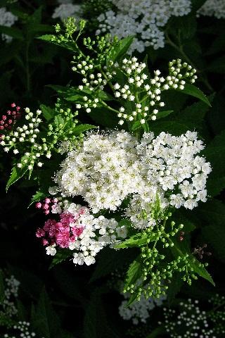Ascw29526