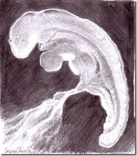 Embrion desenat in creion - Embryo pencil drawing