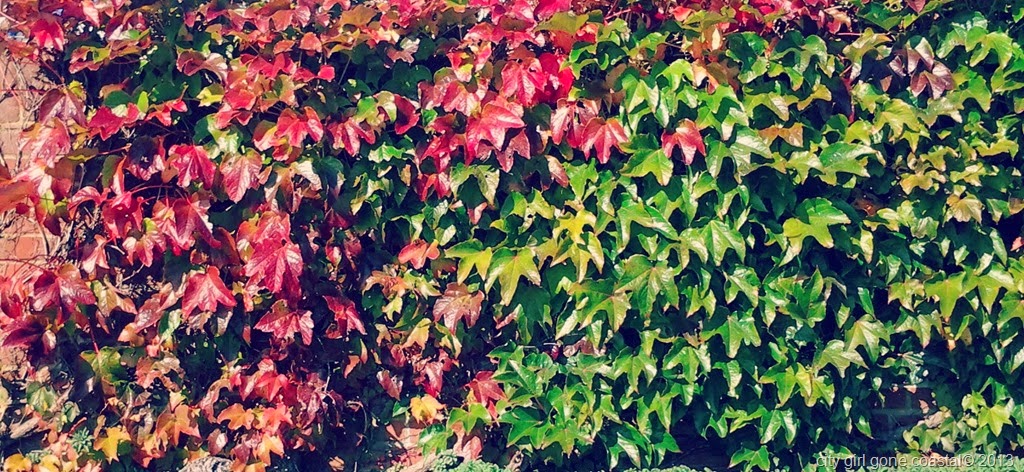 [many-shades-of-autumn8.jpg]