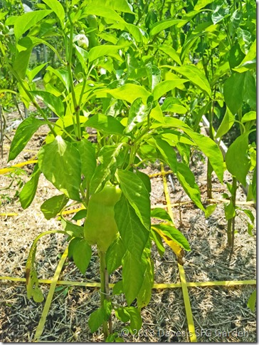 Aconcaqua Aconcaqua