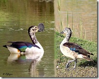 117 Comb Duck ( Male- Female ) Nakto