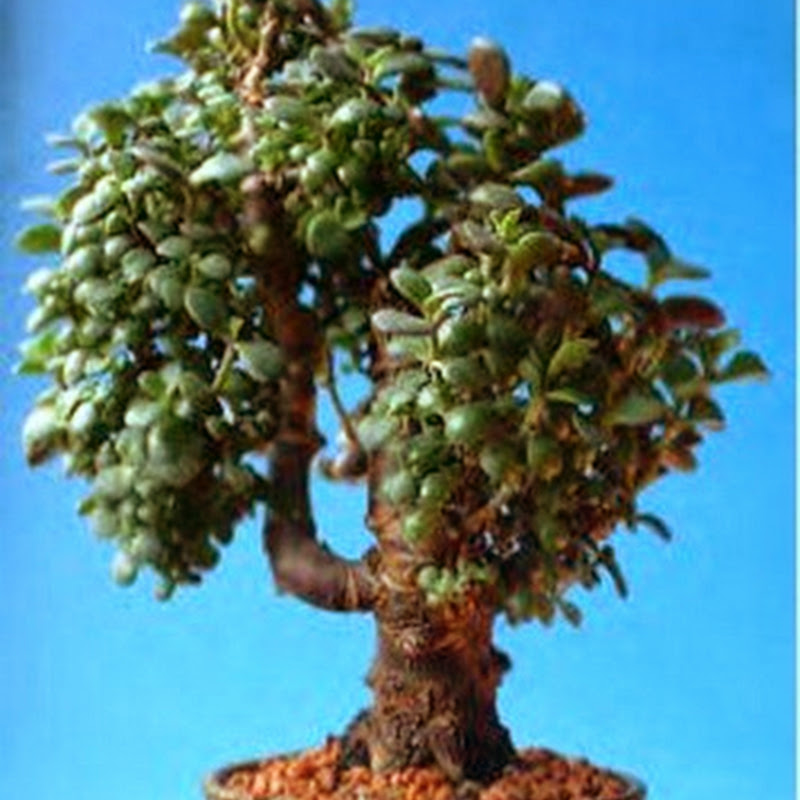 Crassula ovata/ Jade or Money Tree Bonsai