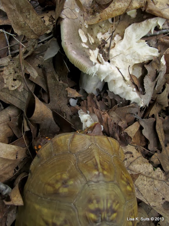 [turtle%2520eating%2520mushroom%2520top%2520view%2520close%255B8%255D.jpg]
