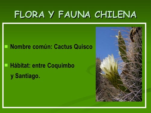 flora y fauna chilena (16)
