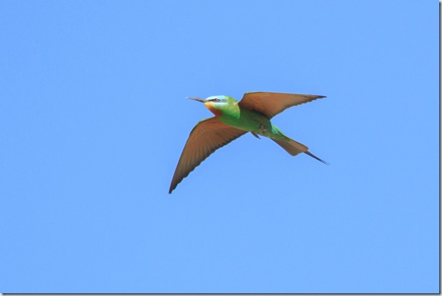 Blue-cheeked_Bee-eater-1