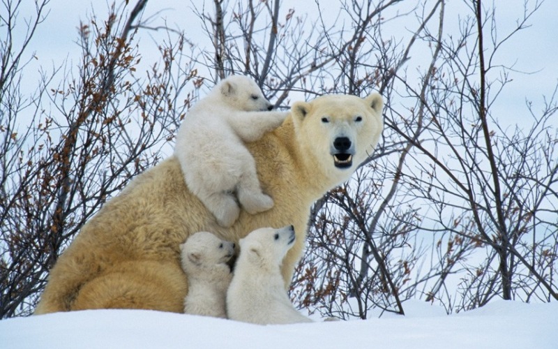 [mother-and-cubs_2158573k%255B2%255D.jpg]
