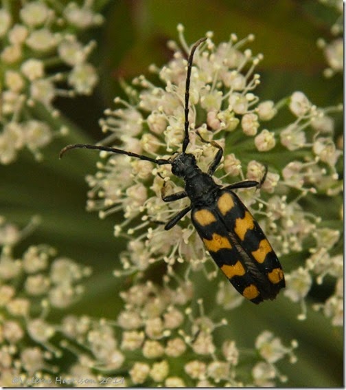 26-four-banded-longhorn