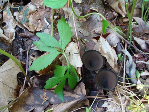 Urnula Urnula