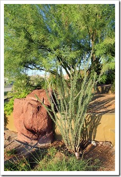 120725_Needles_009 120725_Needles_009