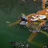 Cuban tree frog laying eggs