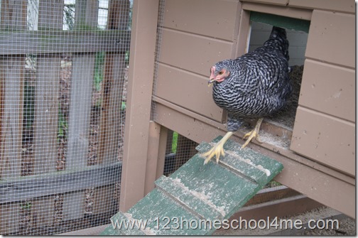 Backyard Chickens: Moving into the Chicken Coop Backyard Chickens: Moving into the Chicken Coop