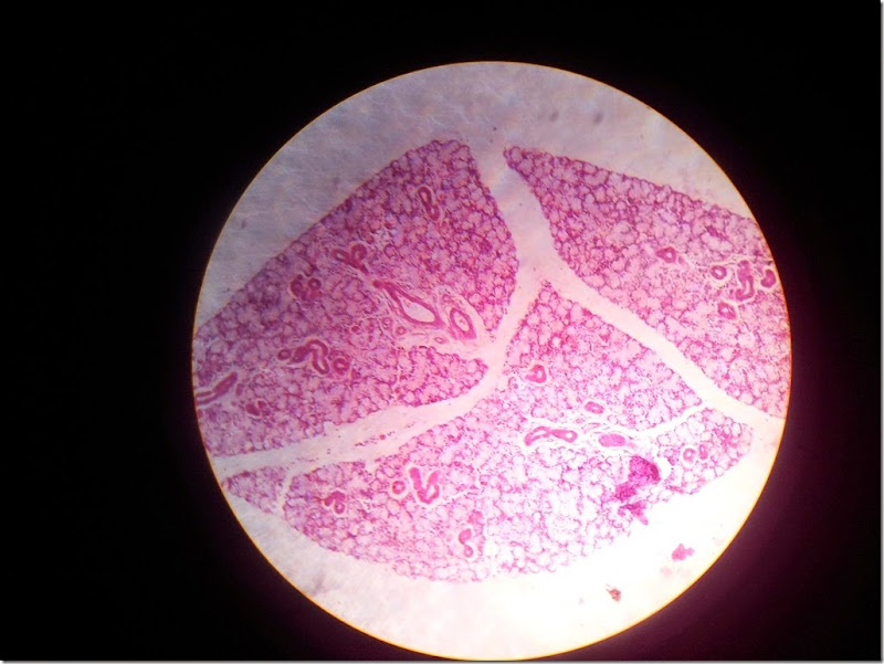 submandibular_gland_Histology_slide