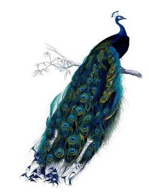 peacock vintage image--graphicsfairy15