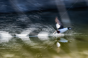 Goldeneye in a big hurry by Brent Morris - Digital Art Animals