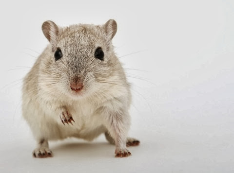 Attractive young female rodent