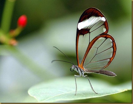 mariposa alas de cristal