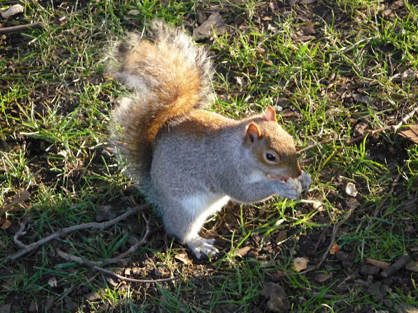 Ardilla gris de las Carolinas, ardilla gris oriental y ardilla del este