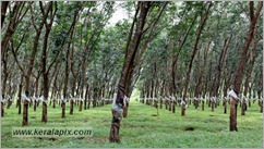 _P6A1551_www.keralapix.com _P6A1551_www.keralapix.com
