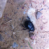 dung-beetle