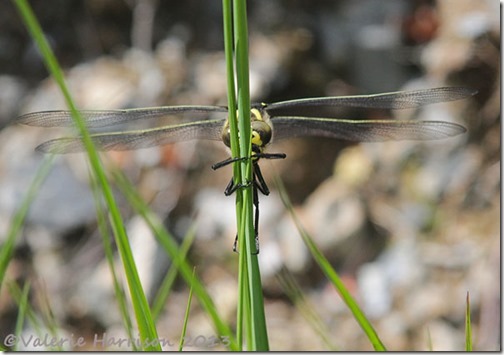 14-golden-ringed-dragonfly