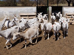 The goats at Cabras de Cafayate goat cheese farm.