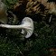 Waxcap or Woodwax sp.?