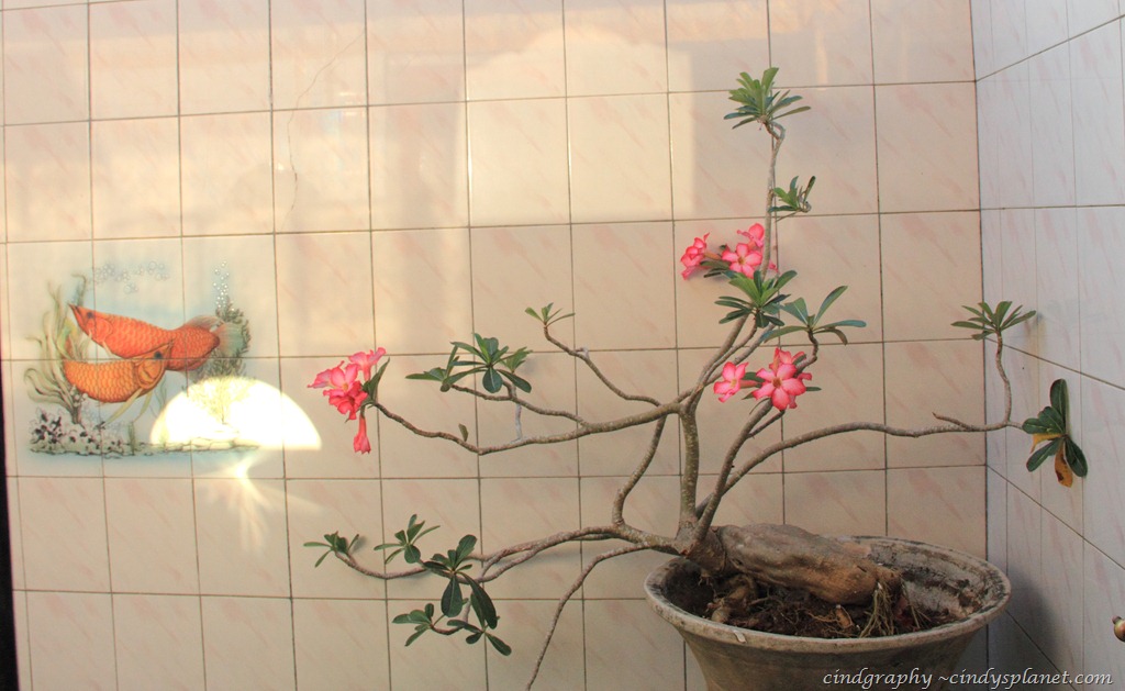 [DPP-Bali-334.jpg.webp]