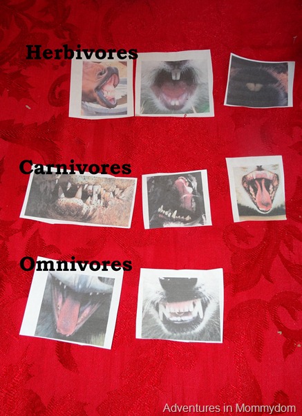 Science Sunday classifying animal teeth