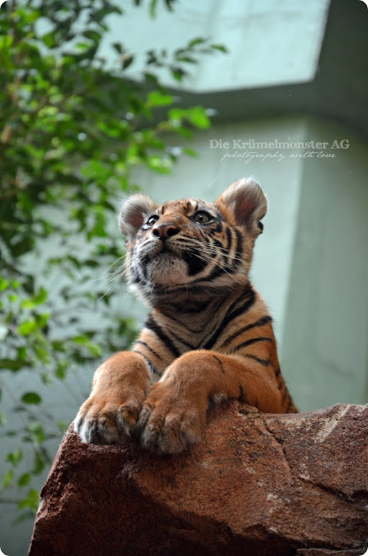 Zoo Frankfurt Tiger Berani 150813