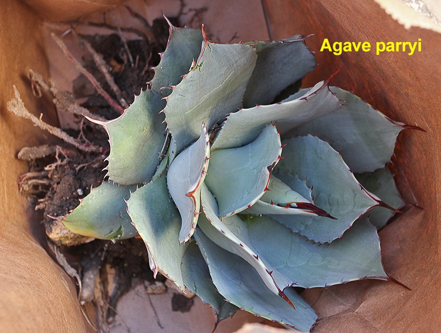 [111107_candy_agave_parryi%255B2%255D.jpg]