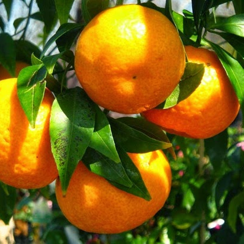 Le proprietà benefiche del mandarino.