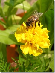 včely na květech 086