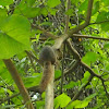 Slender squirrel
