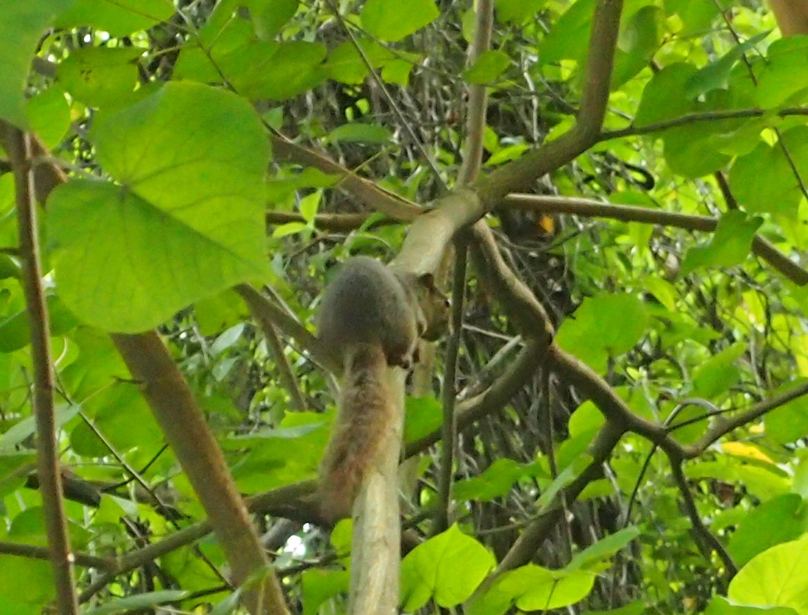 Slender squirrel