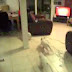 Puppy army vs one cat - Cute and funny dog & cat compilation