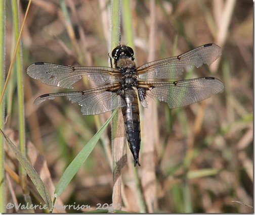 17-4-spotted-chaser