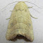 Wavy Lined Mallow Moth