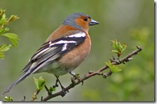 chaffinch by Ian Ross