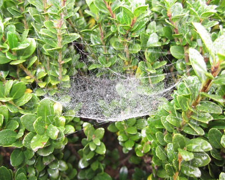 SPIDER WEB (4)