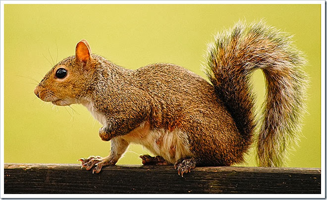 public-domain-pictures-squirrel-1 (283)