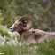 Rocky Mountain Bighorn Sheep