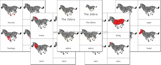 Africa Continent Zebra Nomenclature Cards