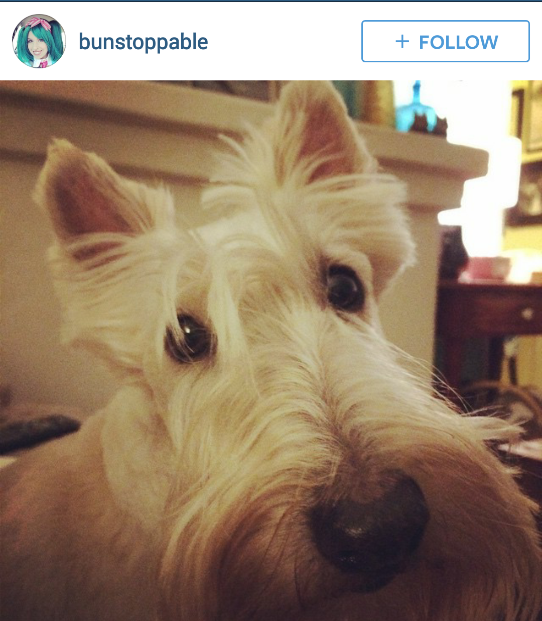 Scottie Mom: Scottish Terriers of Instagram