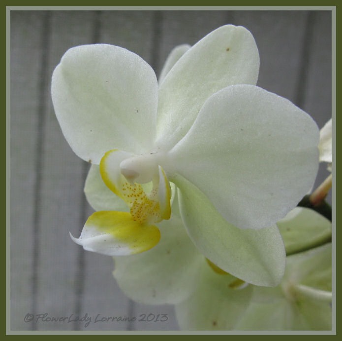 [05-29-unkn-orchid2%255B4%255D.jpg]