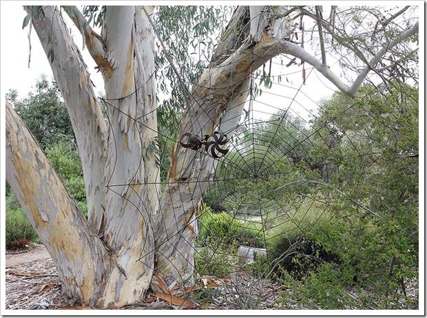 111015_Santa-Cruz_UCSCA_Eucalyptus-pauciflora_10