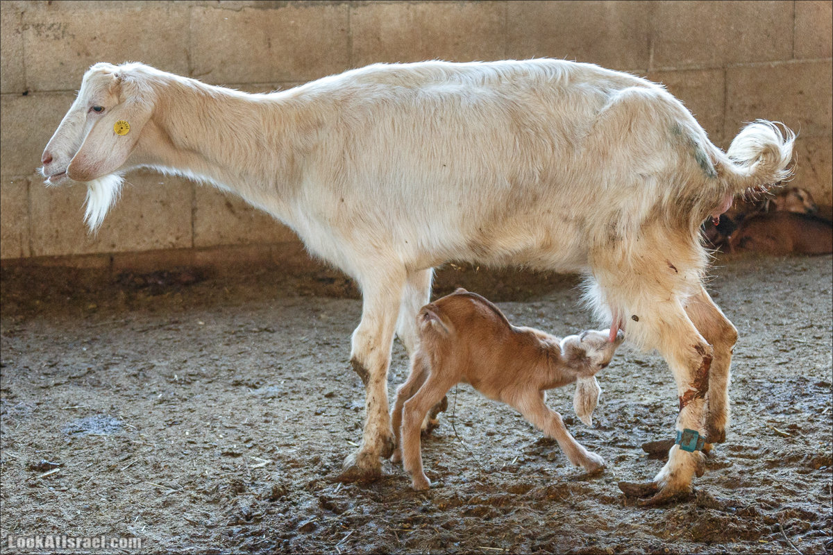 Менахемия - Козья Ферма Аз Из и медицинский музей Бейт ха-Рофе | Menahemia - As Is farm and medical museum | LookAtIsrael.com - Фото путешествия по Израилю | מנחמיה - חוות עז עיז ובית הרופא